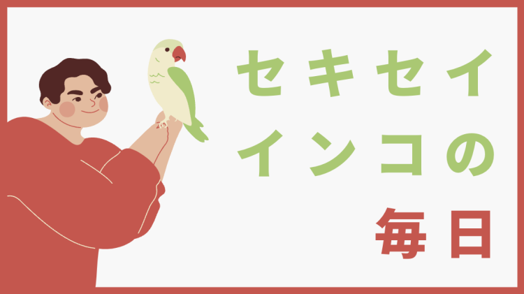 セキセイインコの毎日